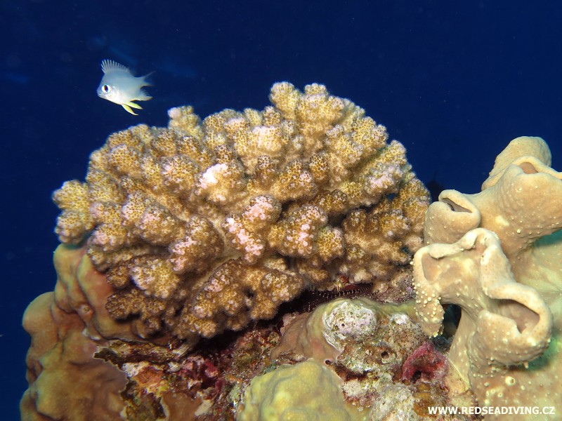 Pocillopora damicornis - pórovník členitý