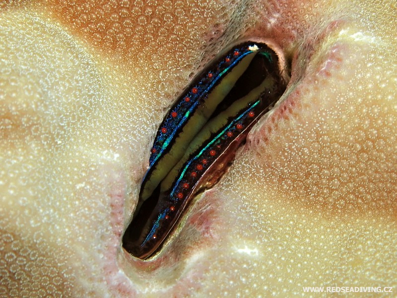 Dírkovník Porites sp. - detail s hřebenatkou