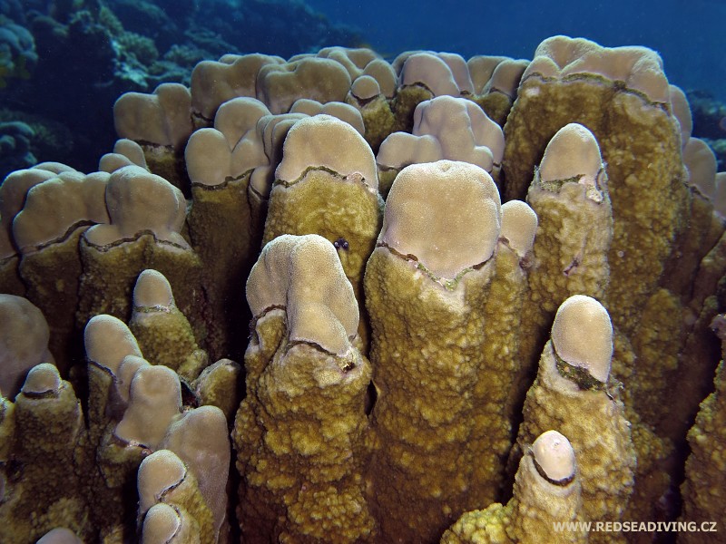 Dírkovník Porites nodifera a Montipora stilosa