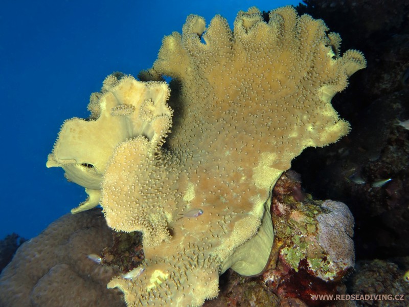Kožnaté koráli, laločnice