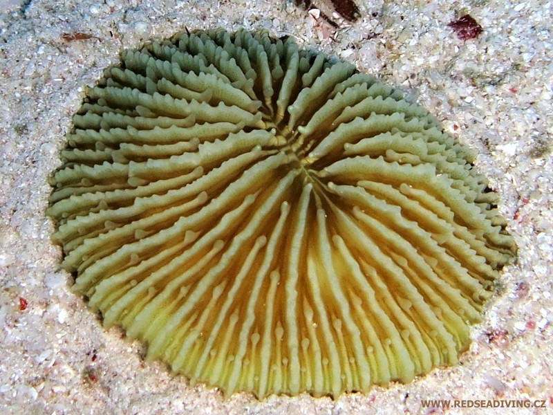 Solitérní korál Fungia