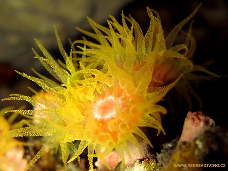 Tubastraea coccinea - dendrofyla šarlatová v noci