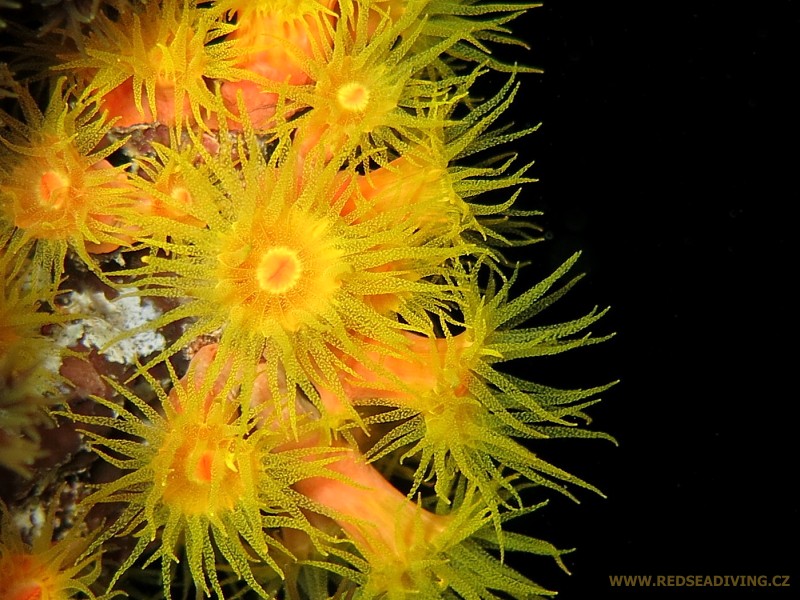 Tubastraea coccinea - dendrofyla šarlatová v noci