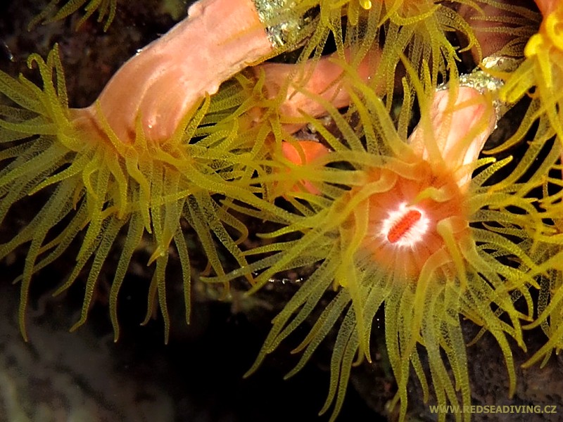 Tubastraea coccinea - dendrofyla šarlatová v noci