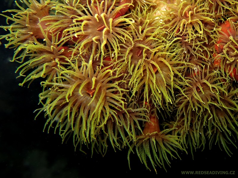 Tubastraea micranthus - dendrofyla zelená v noci