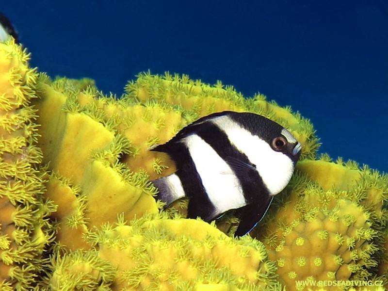 Turbinaria mesenterina - dendrofyla salátová