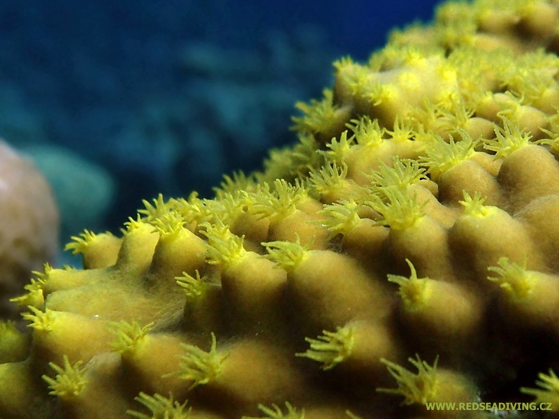 Turbinaria mesenterina - dendrofyla salátová