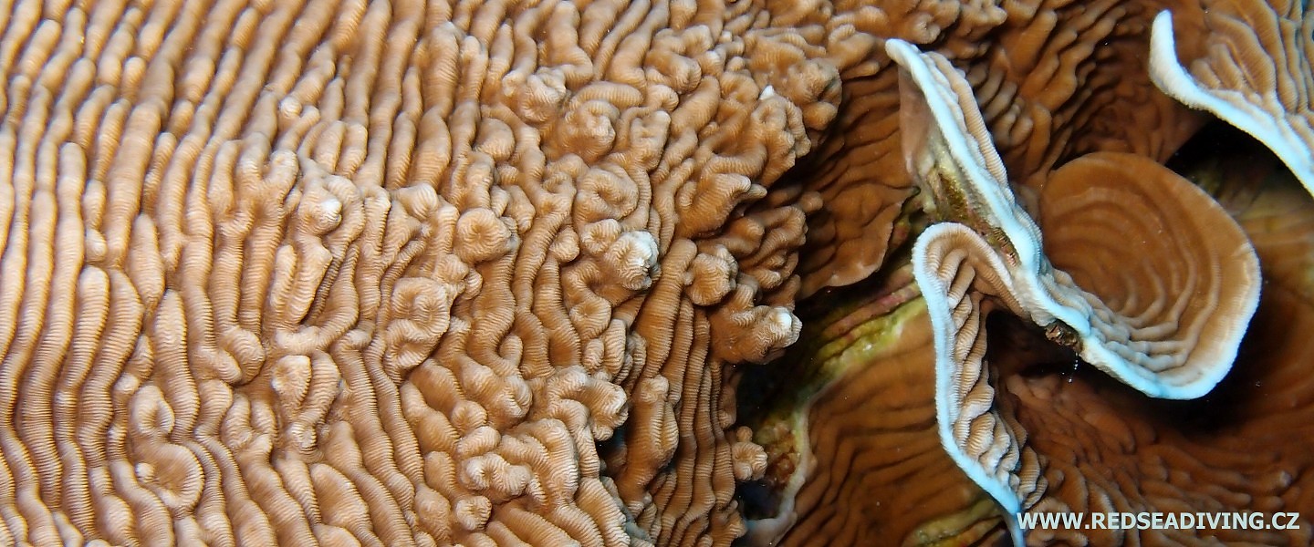 Směsice různých tvrdých korálů