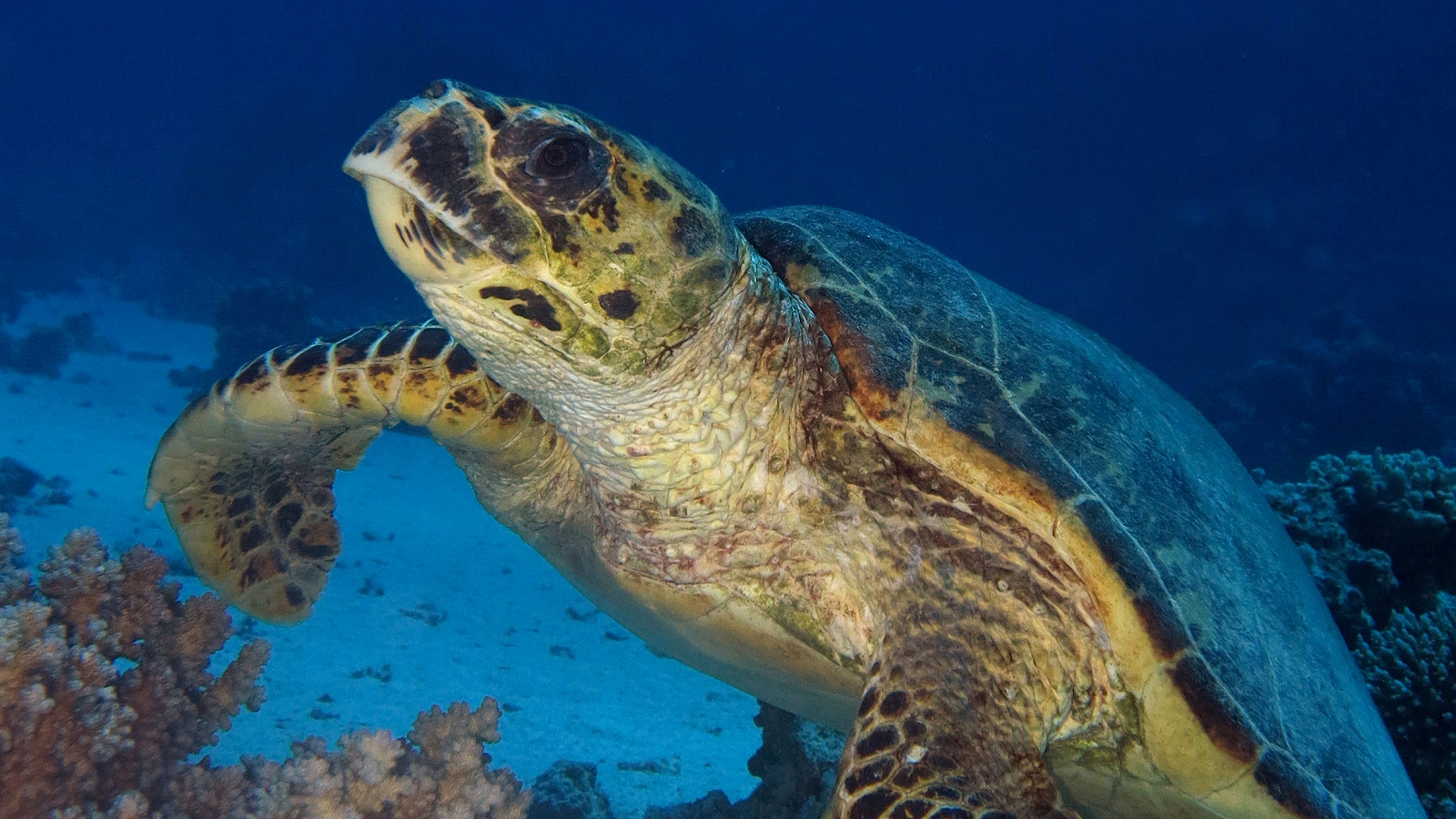 Želva Hurghada