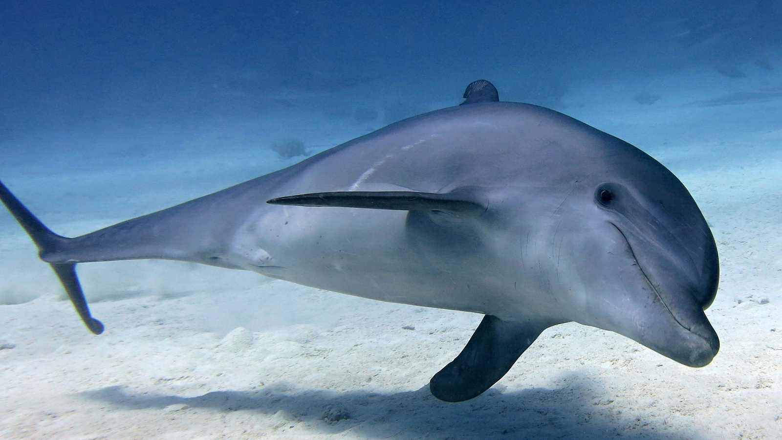 Delfín Hurghada