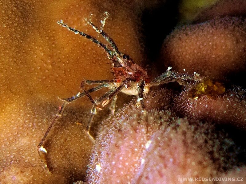 Pavoučí krab - Hyastenus sp.