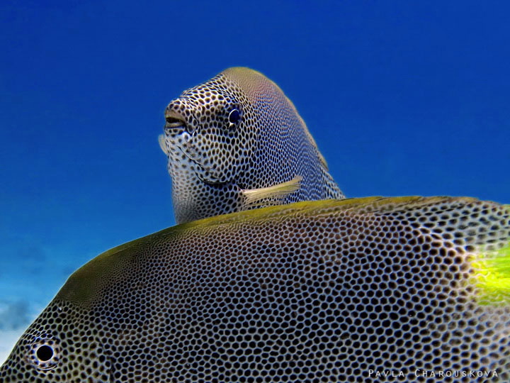 Siganus stellatus - Králíčkovec hvězdnatý