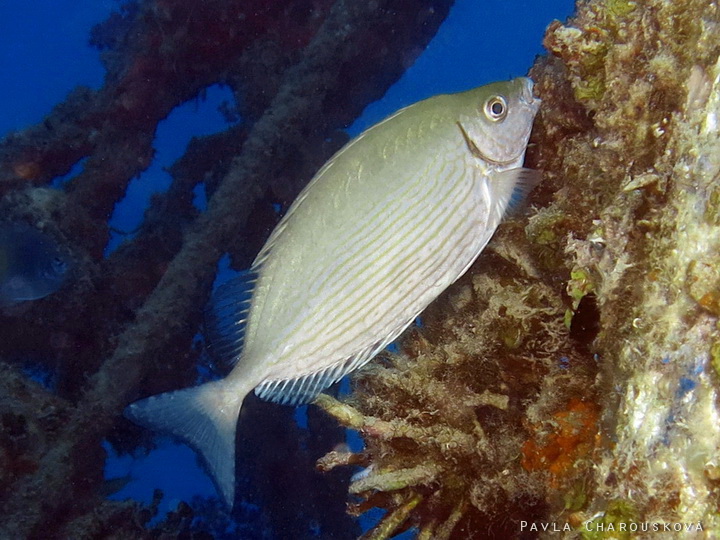 Siganus rivulatus - Králíčkovec rudomořský