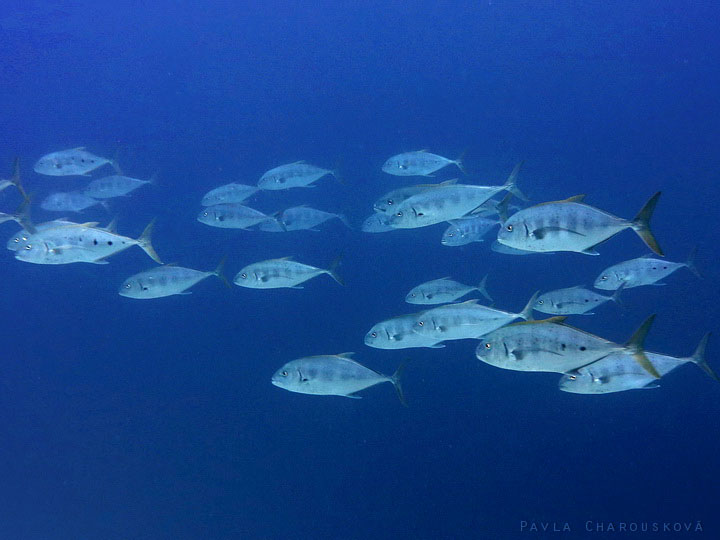 Carangoides ferdau - Kranas modropruhý