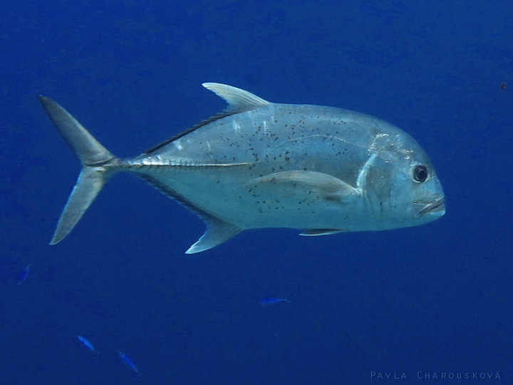 Caranx ignobilis - Kranas obrovský