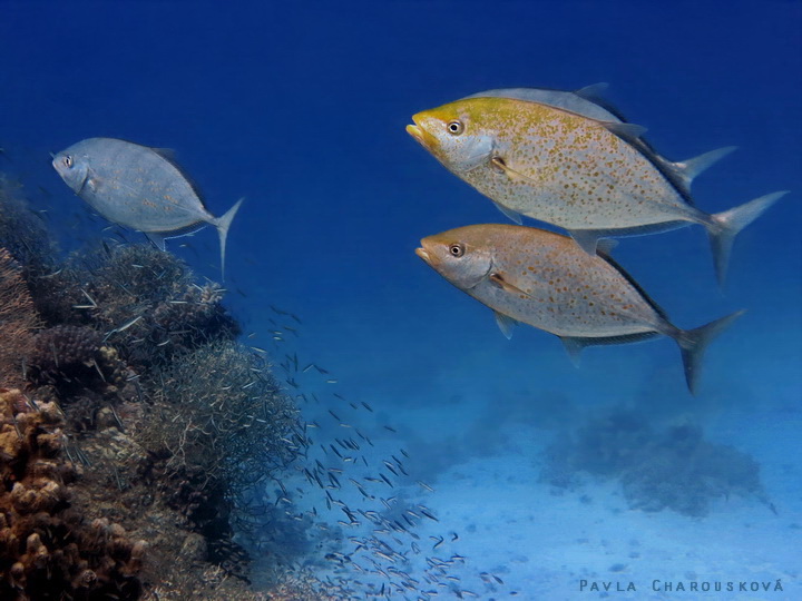 Carangoides bajad - Kranas oranžovoskvrnný