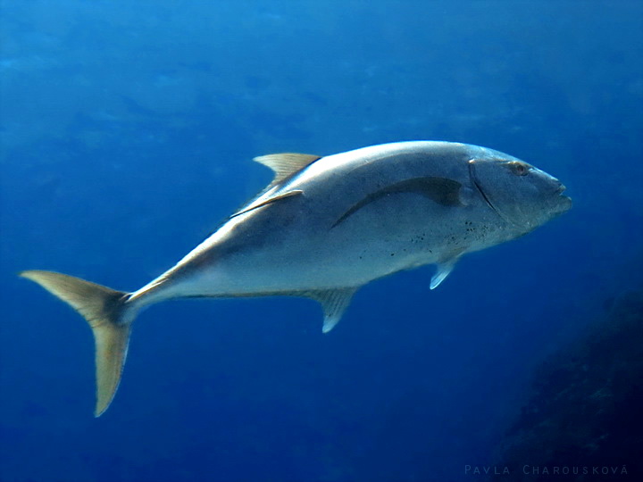 Carangoides fulvoguttatus - Kranas žlutoskvrnný