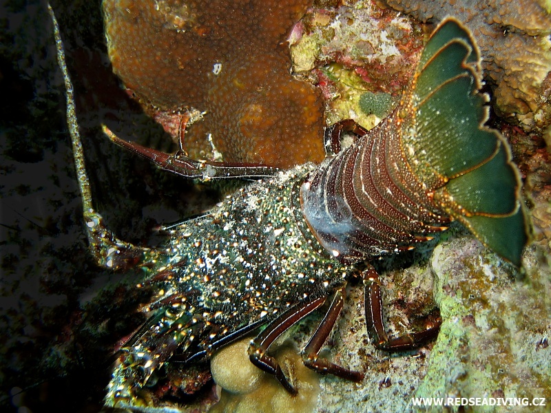 Panulirus penicillatus - Langusta rudomořská