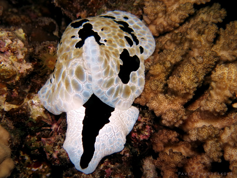 Pleurobranchus grandis - Listovka velká