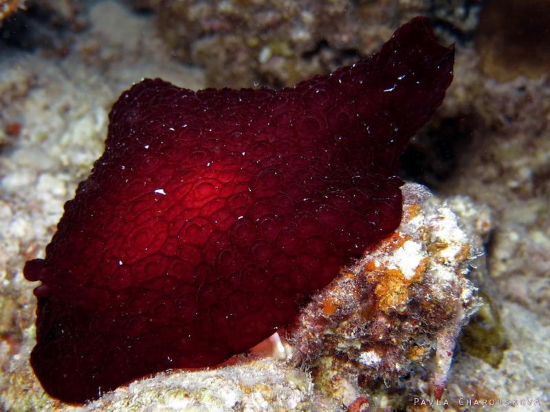 Pleurobranchus grandis - Listovka velká