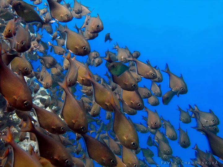 Pempheris vanicolensis - Metařík měděný