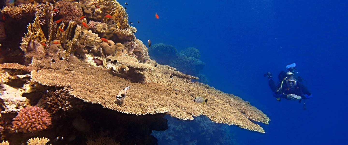 Kurz PADI Underwater Navigator