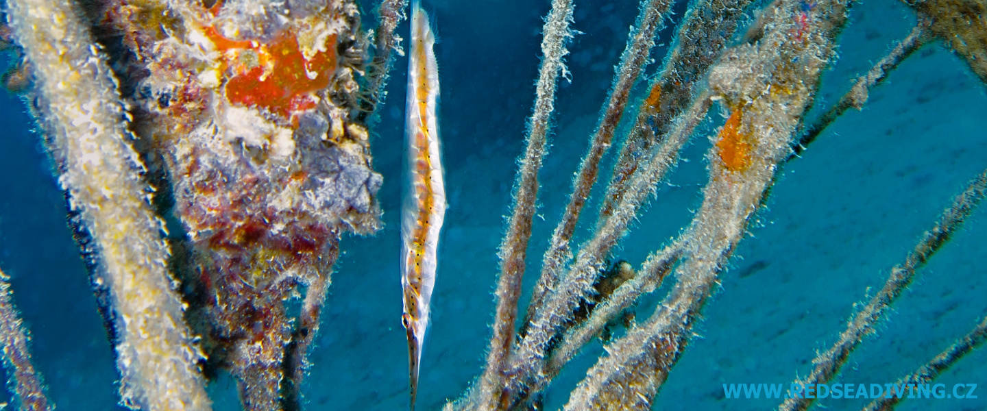 Aeoliscus punctulatus - Klunatka zlatopruhá