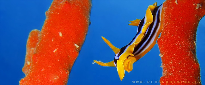 Chromodoris quadricolor - Hvězdnatka čtyrbarevná