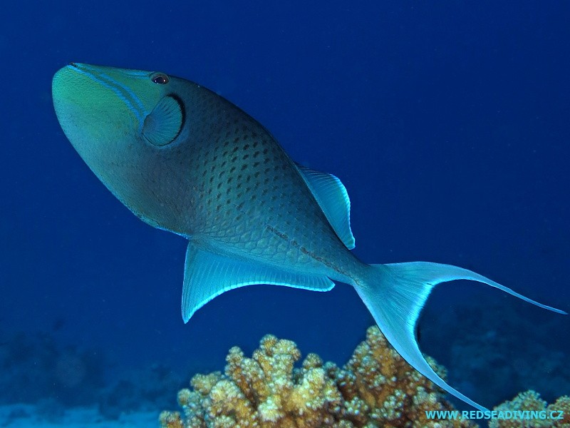 Odonus niger - Ostenec černý