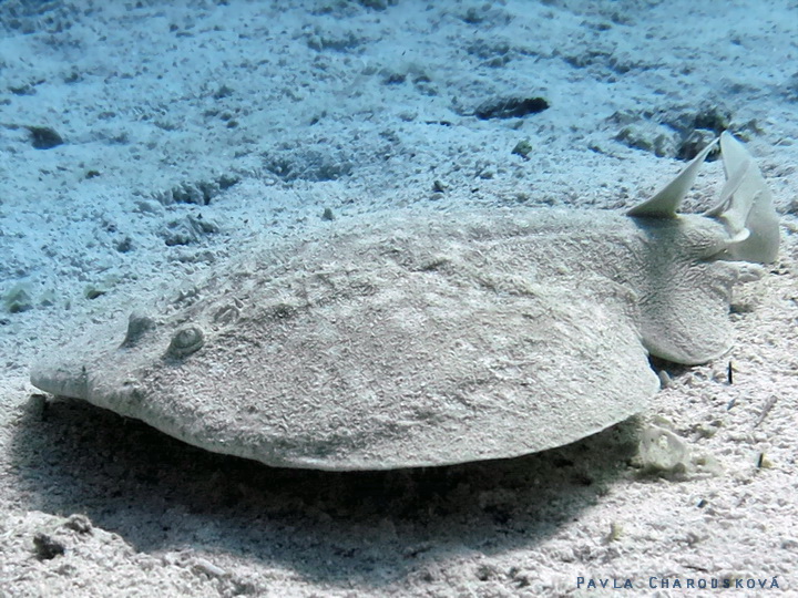 Torpedo panthera - Parejnok levhartí