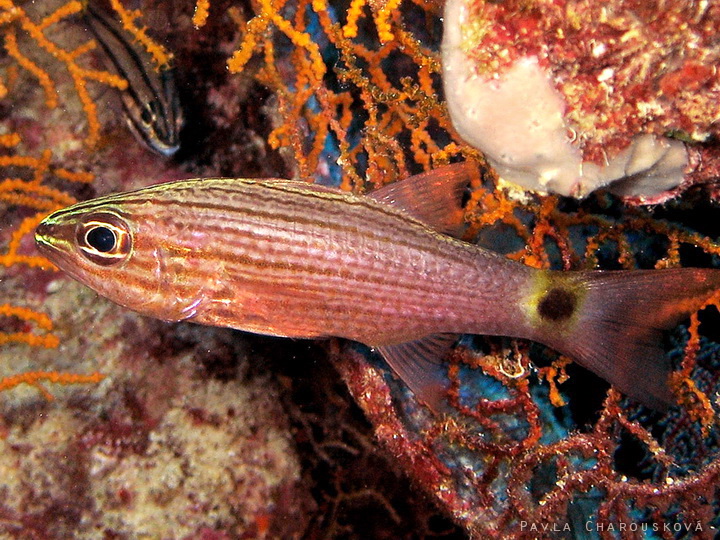 Cheilodipterus arabicus - Parmovec arabský