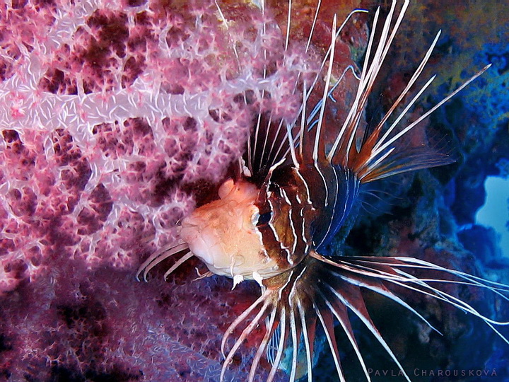 Pterois radiata - Perutýn ostnatý