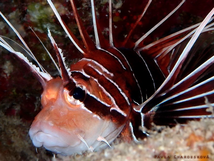 Pterois radiata - Perutýn ostnatý