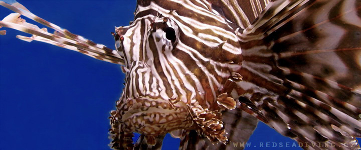 Lion fish - Perutýn