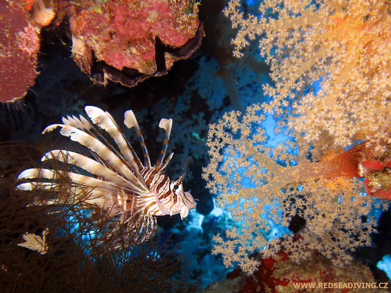 Pterois miles - Perutýn žoldnéř