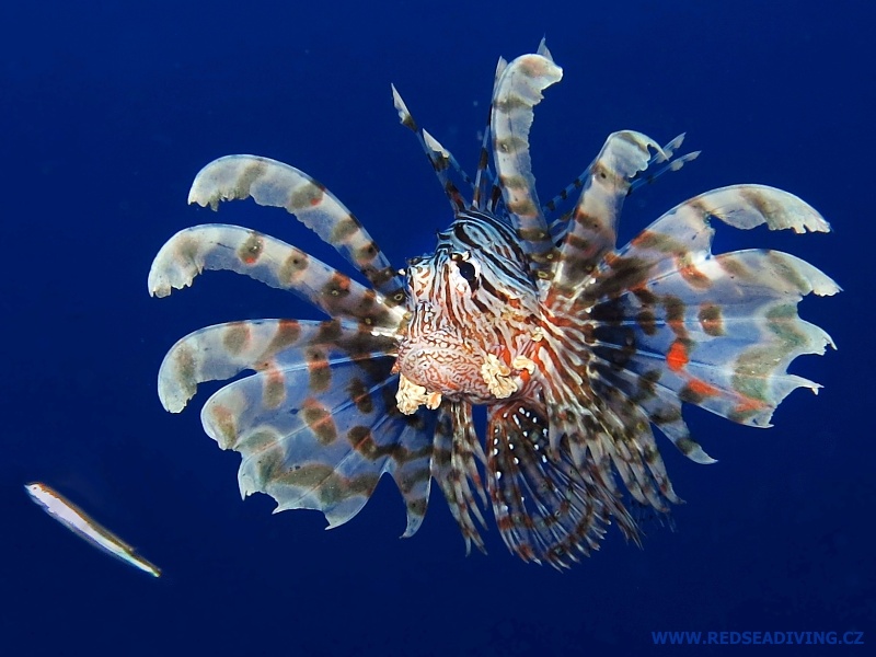 Pterois miles - Perutýn žoldnéř