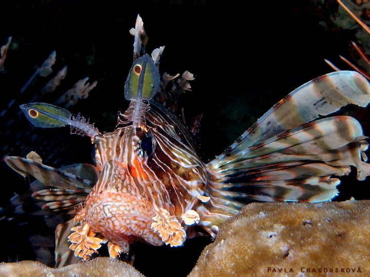 Pterois miles - Perutýn žoldnéř - tykadla