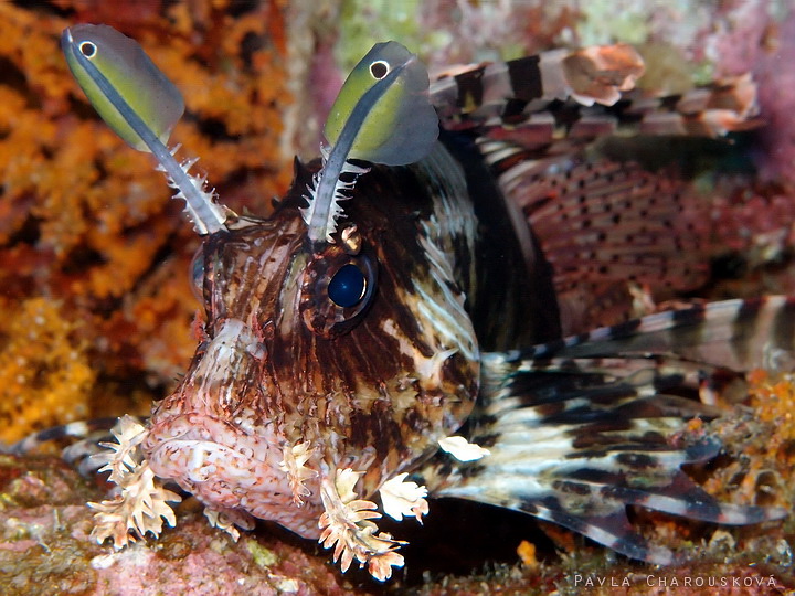 Pterois miles - Perutýn žoldnéř - tykadla