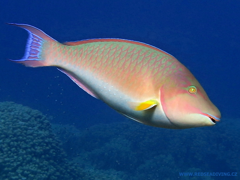 Hipposcarus harid - Ploskozubec dlouhohlavý