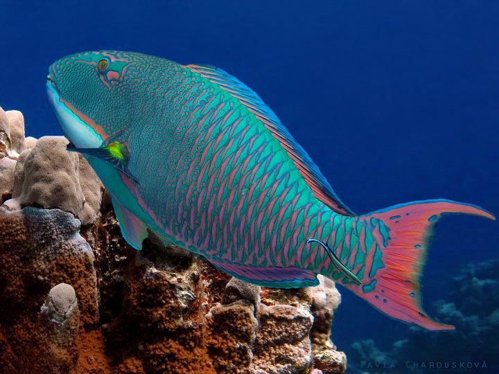 Cetoscarus bicolor - Ploskozubec dvoubarevný - samec