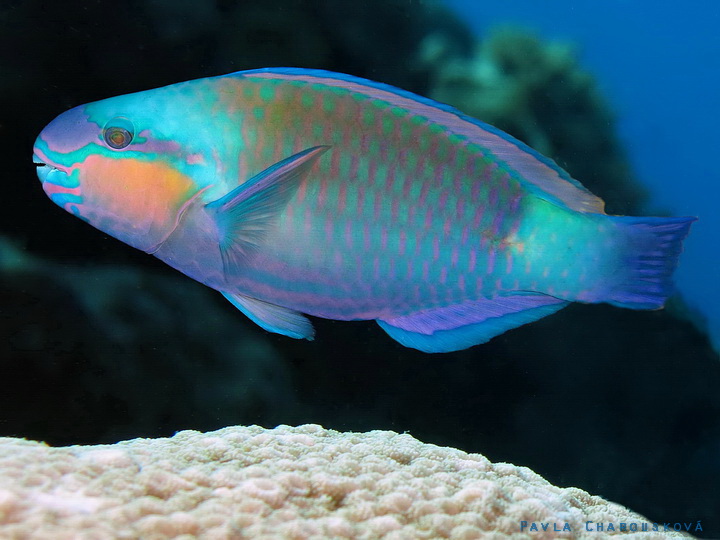 Chlorurus sordidus - Ploskozubec tupohlavý - samec