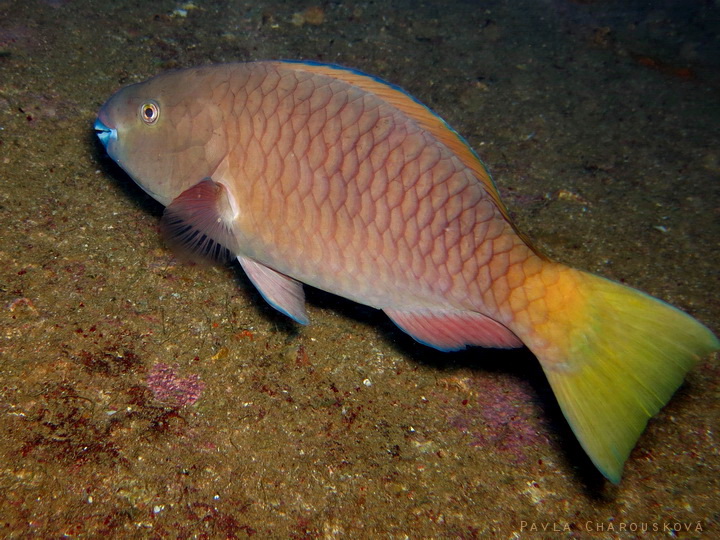 Scarrus ferrugineus - Ploskozubec zelenozubý - samice