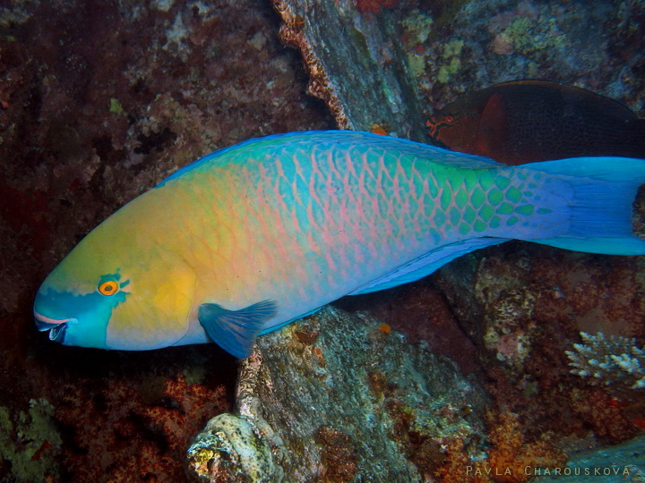 Scarrus ferrugineus - Ploskozubec zelenozubý - samec