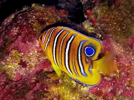 Pomacanthus diacanthus - Pomec královský - juvenile