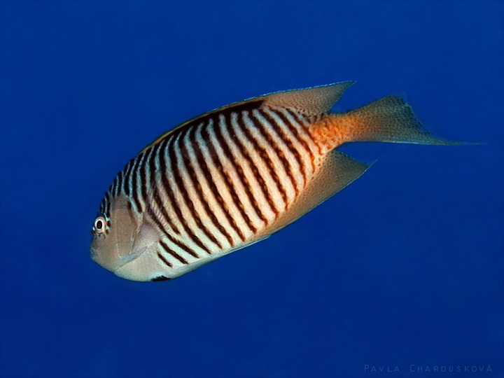 Genicanthus caudovittatus - pomec lyroocasý - samec