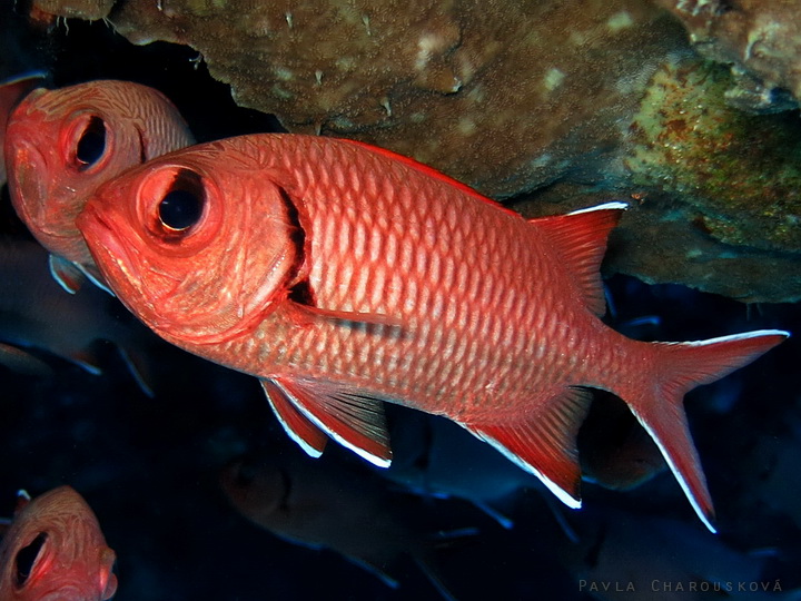 Myripristis murdjan - Pruhatec okatý