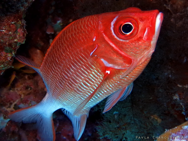 Sargocentron caudimaculatus - Pruhatec skvrnoocasý