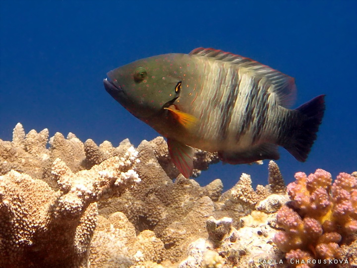 Cheilinus lunulatus - Pyskoun černoocasý - samice