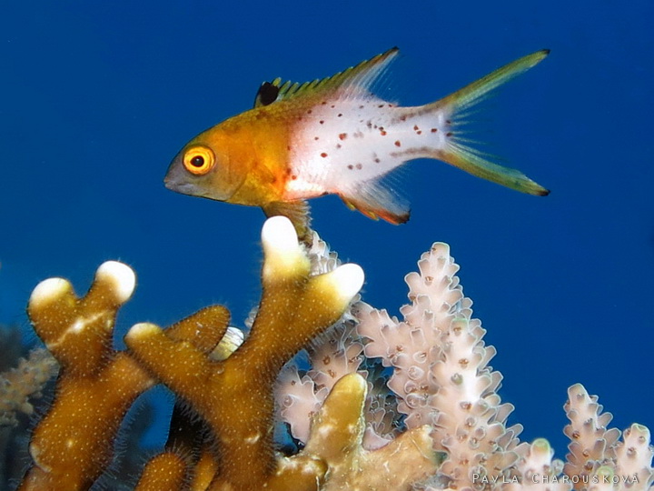 Bodianus anthiodes - Pyskoun lyroocasý - mládě