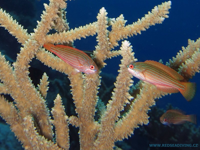 Paracheilinus octotaenia - pyskoun osmipásý